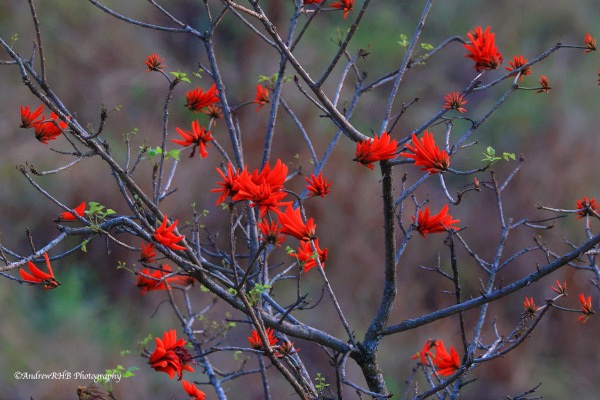 red green spring a brown