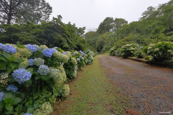 blues and greens a brown