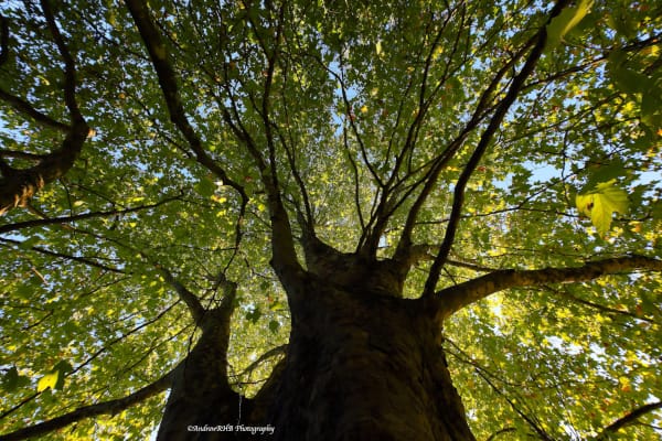 andrew brown brc tree