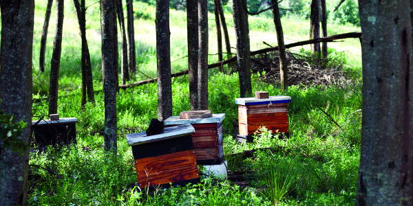 brc bee hives