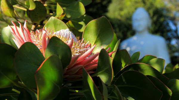 brc protea buddharupa kim mcleod