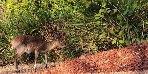 close buck in the garden a brown