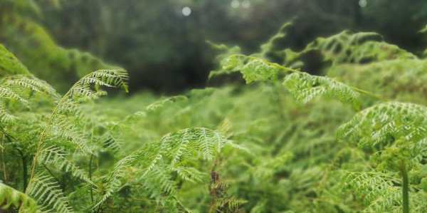 fern forest jason ross