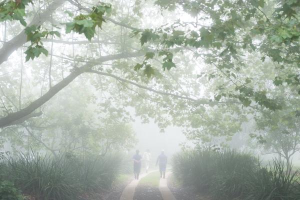 mist through the trees a buckland