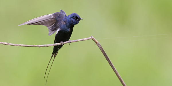 blue swallow 1richard flack