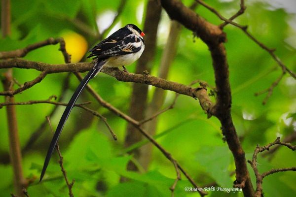 pin tailed whyday a brown
