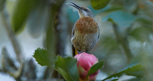 brc bird al nicol