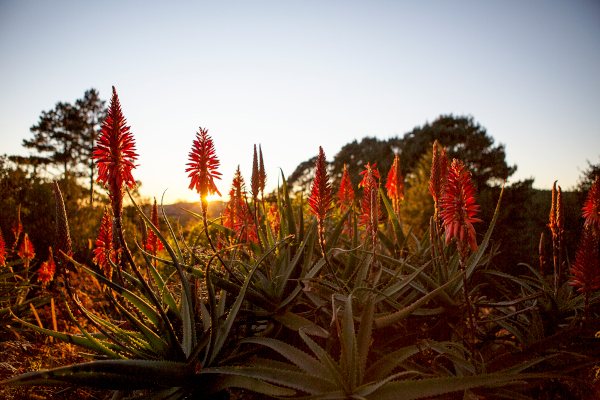 aloes a shaw9B1A6325