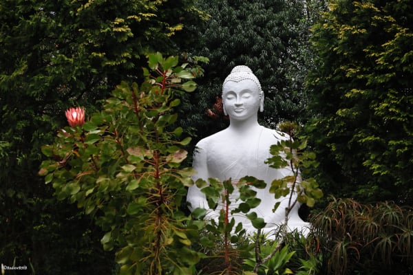 buddha with protea a brown
