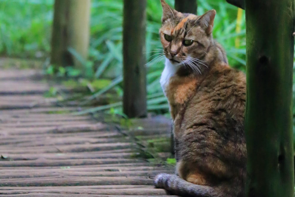 cat a brown1