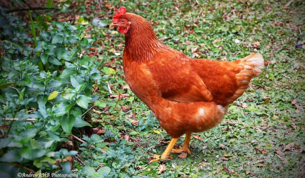 little red hen cato