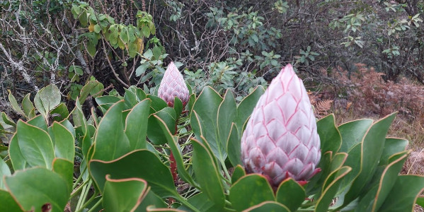 protea buds