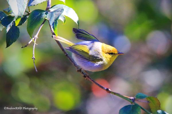 yellow throated woodland warbler.a brown