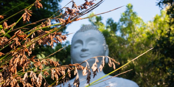 buddh rupa s dlamni