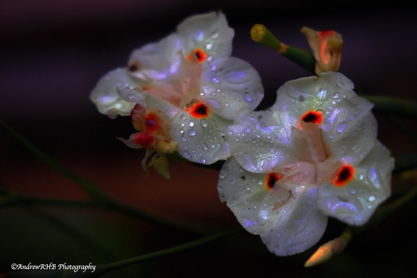 dew dropped flower a brown