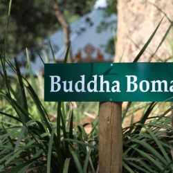 Buddha Boma_4